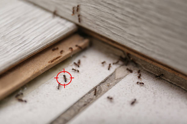 Best Residential Pest Control  in Georgetown, TX