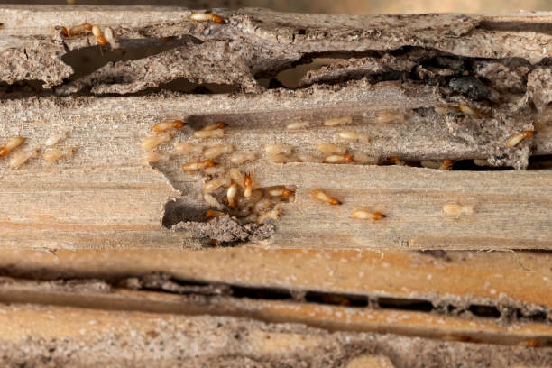 Best Best Pest Control Companies  in Georgetown, TX