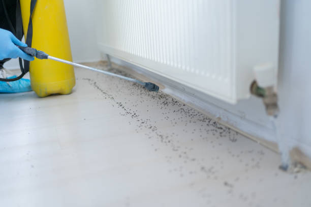 Best Pest Inspection Near Me  in Georgetown, TX