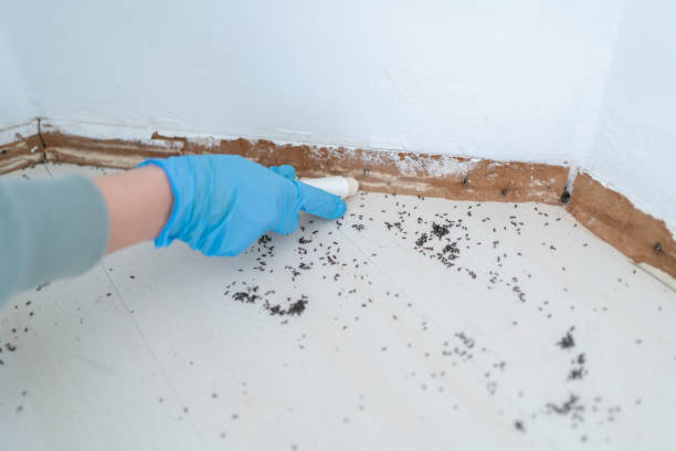 Pest Control Cost in Georgetown, TX